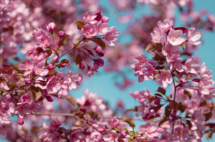 CEMRE NE DEMEK, NE ANLAMA GELİYOR