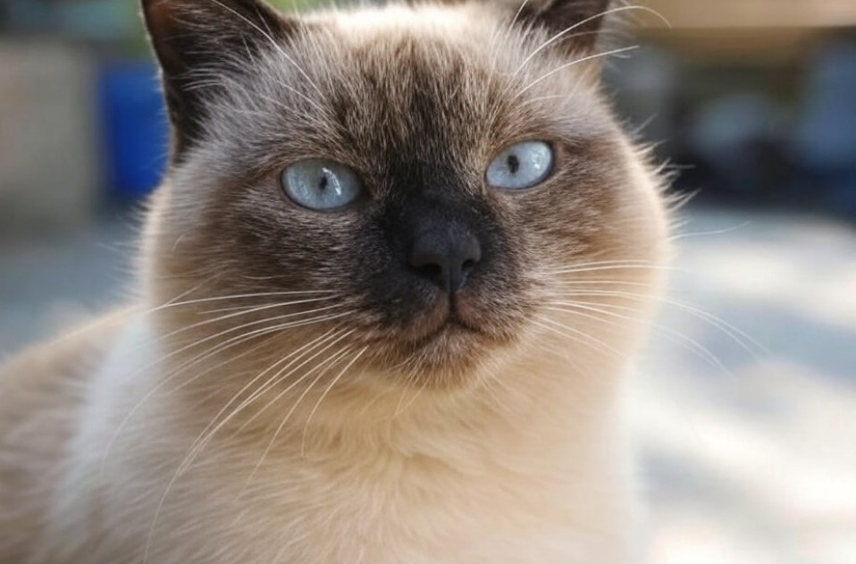 Bugün Dünya Kediler Günü mü Dünya Kediler Günü ne zaman, hangi gün kutlanır 17 Şubat ne günü