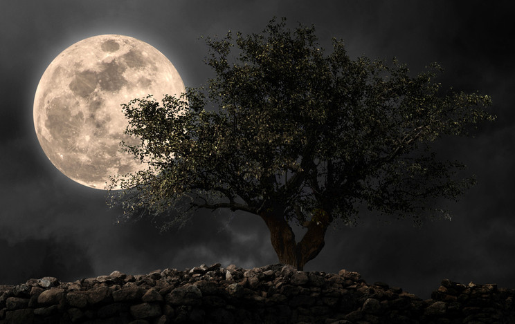 TAM AY TUTULMASI BURÇLARA ETKİSİ