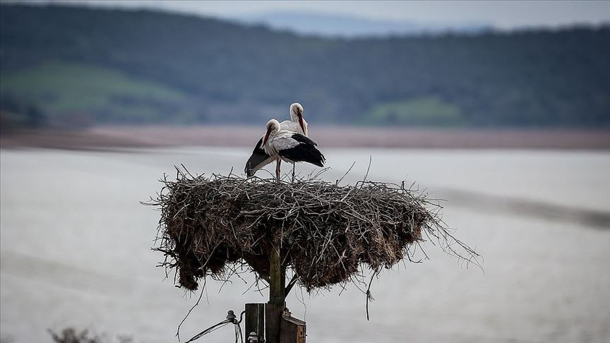 Yaren Leylek ve Adem Amca’nın hikayesi: Filmlere konu olan yılların dostluğu... 14üncü kez buluştular Balıkçı Adem ve Yaren Leylek nerede, hikayesi nedir