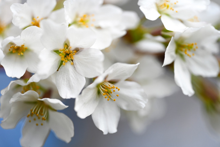 Nevruz Bayramı ne zaman 2026 Nevruz Bayramı resmi tatil mi olacak