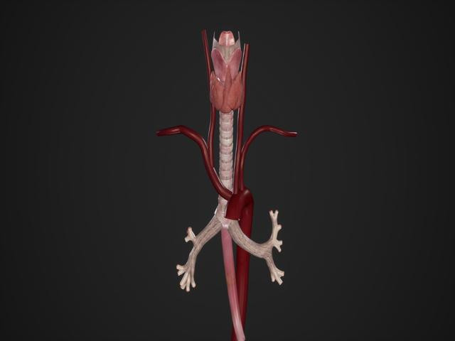 40-60 yaş arası en riskli grup Aort yırtılması kalp krizi ve felçle sonuçlanabilir