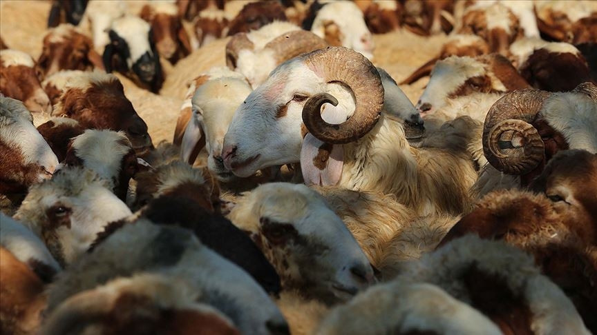 Kurban kesmek farz mı yoksa vacip midir Kurban ibadetini mahiyeti ve hükmü