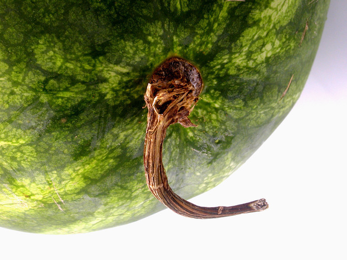 Karpuz nasıl seçilir Tatlı karpuz ve sulu karpuz nasıl anlaşılır Karpuz seçmenin püf noktaları