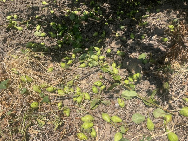 Tonlarca meyveyi dalından koparıp yere atıyorlar... Neden yaptıklarını böyle anlattı