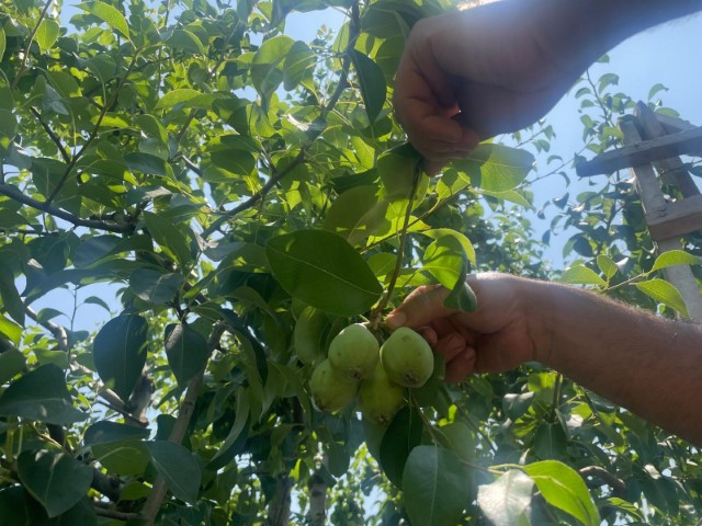 Tonlarca meyveyi dalından koparıp yere atıyorlar... Neden yaptıklarını böyle anlattı