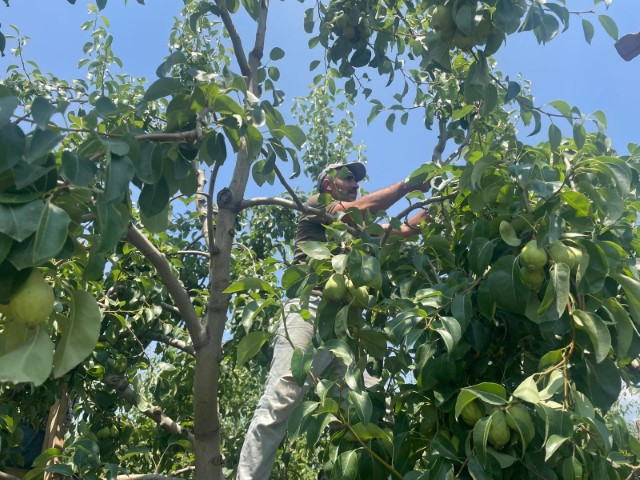 Tonlarca meyveyi dalından koparıp yere atıyorlar... Neden yaptıklarını böyle anlattı