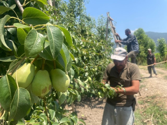 Tonlarca meyveyi dalından koparıp yere atıyorlar... Neden yaptıklarını böyle anlattı