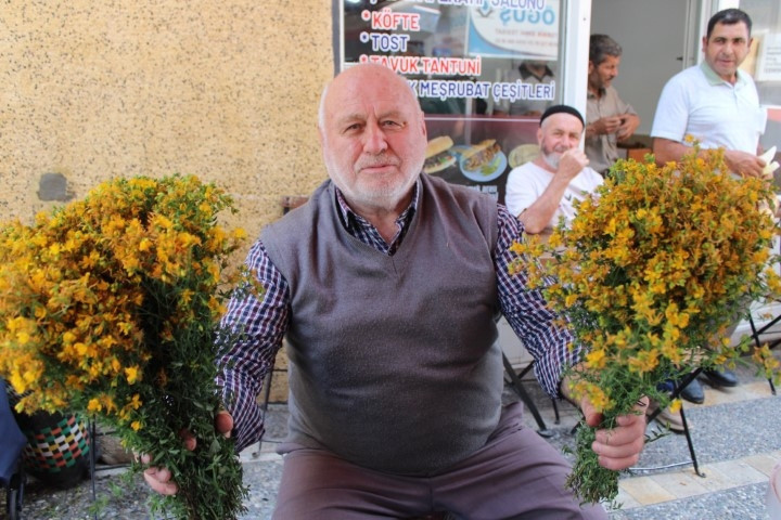 Dağlardan toplayıp pazarda satıyorlar: Faydaları satmakla bitmiyor