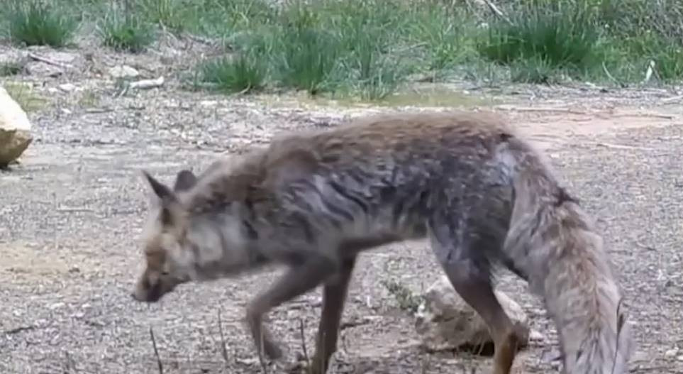 Ormanlık alanda tek tek kayda alındılar Safranboluda belgeselleri aratmayan görüntü