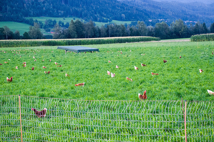 Hepsi çok yararlı ama o kısmının faydaları saymakla bitmiyor Nasıl tüketilmeli Hepsi çok yararlı ama o kısmının faydaları saymakla bitmiyor Nasıl tüketilmeli