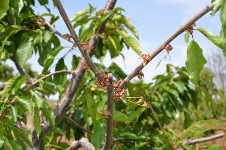 Zirai don vurmuştu: Pazarda kilosu 500 liradan satılıyor Zirai don vurmuştu: Pazarda kilosu 500 liradan satılıyor