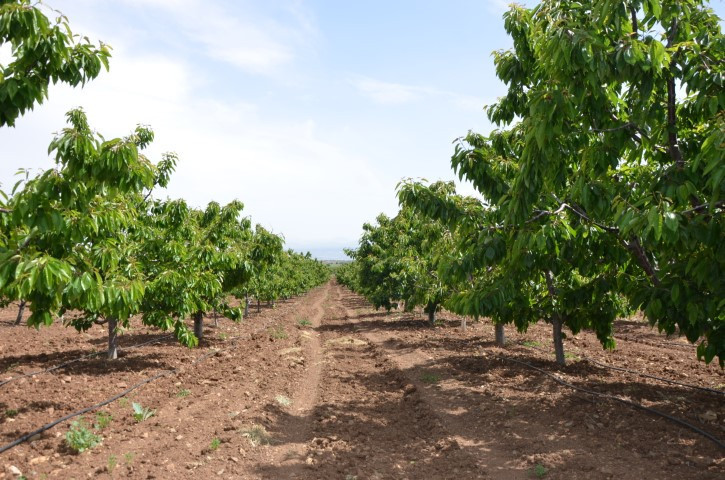 Zirai don vurmuştu: Pazarda kilosu 500 liradan satılıyor Zirai don vurmuştu: Pazarda kilosu 500 liradan satılıyor