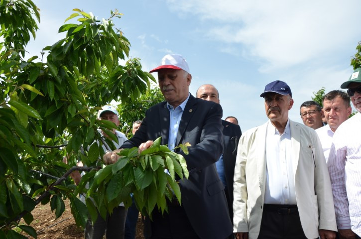 Zirai don vurmuştu: Pazarda kilosu 500 liradan satılıyor Zirai don vurmuştu: Pazarda kilosu 500 liradan satılıyor