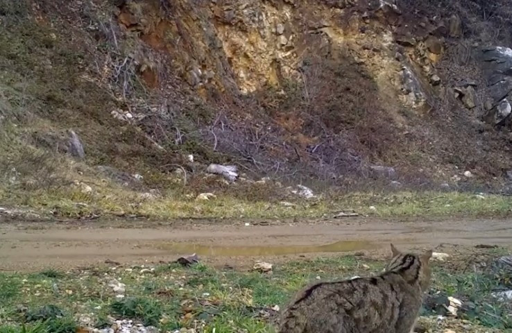 Nesli tehlike altındaki tür Bursada fotokapana yakalandı | Dinlendi, yerlerde yuvarlanıp keyif yaptı Nesli tehlike altındaki tür Bursada fotokapana yakalandı | Dinlendi, yerlerde yuvarlanıp keyif yaptı