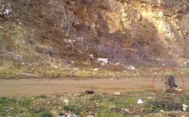 Nesli tehlike altındaki tür Bursada fotokapana yakalandı | Dinlendi, yerlerde yuvarlanıp keyif yaptı Nesli tehlike altındaki tür Bursada fotokapana yakalandı | Dinlendi, yerlerde yuvarlanıp keyif yaptı