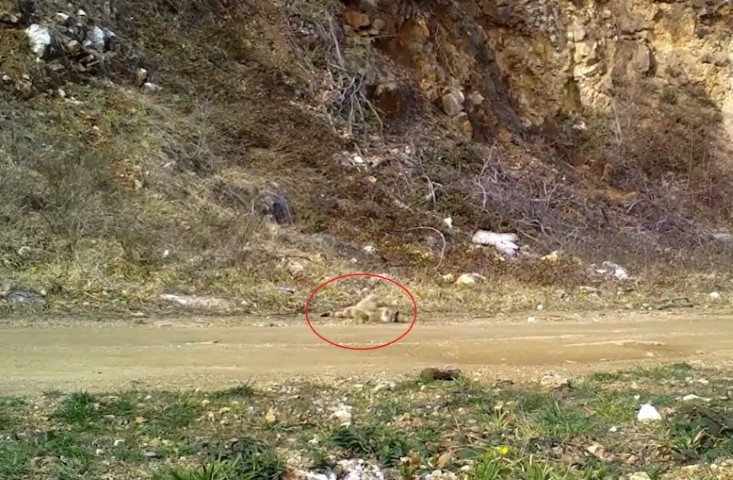 Nesli tehlike altındaki tür Bursada fotokapana yakalandı | Dinlendi, yerlerde yuvarlanıp keyif yaptı Nesli tehlike altındaki tür Bursada fotokapana yakalandı | Dinlendi, yerlerde yuvarlanıp keyif yaptı