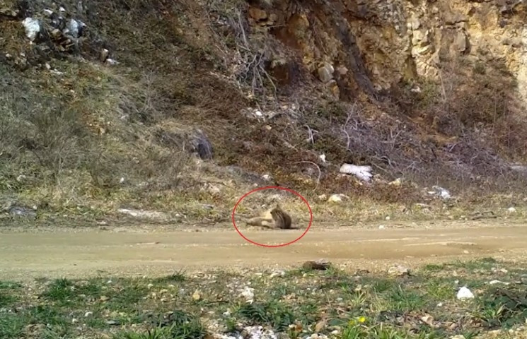 Nesli tehlike altındaki tür Bursada fotokapana yakalandı | Dinlendi, yerlerde yuvarlanıp keyif yaptı Nesli tehlike altındaki tür Bursada fotokapana yakalandı | Dinlendi, yerlerde yuvarlanıp keyif yaptı