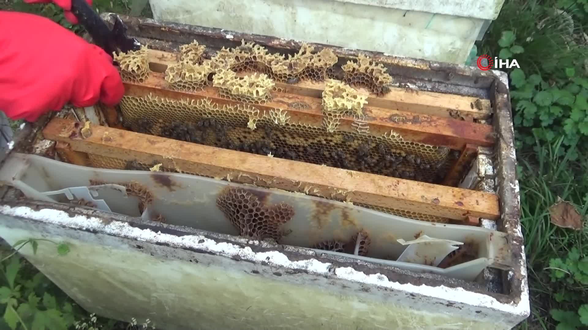 Kilogramını 2 bin 500 liradan satıyor | Dedesinin nasihatiyle başladığı işi ilerletti, hedefi 1 ton üretim yapmak...