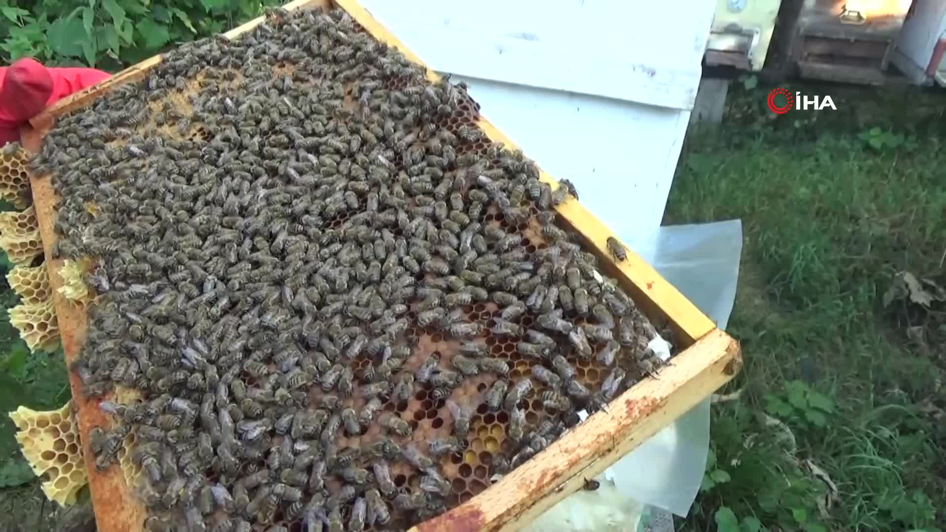 Kilogramını 2 bin 500 liradan satıyor | Dedesinin nasihatiyle başladığı işi ilerletti, hedefi 1 ton üretim yapmak...