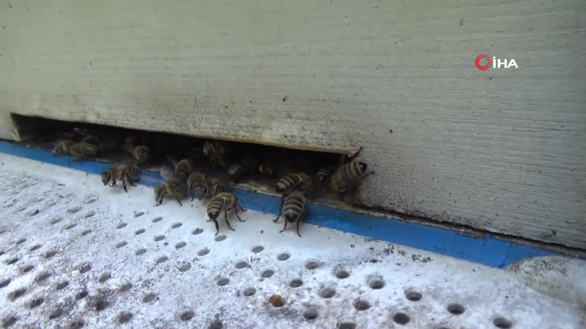 Kilogramını 2 bin 500 liradan satıyor | Dedesinin nasihatiyle başladığı işi ilerletti, hedefi 1 ton üretim yapmak...