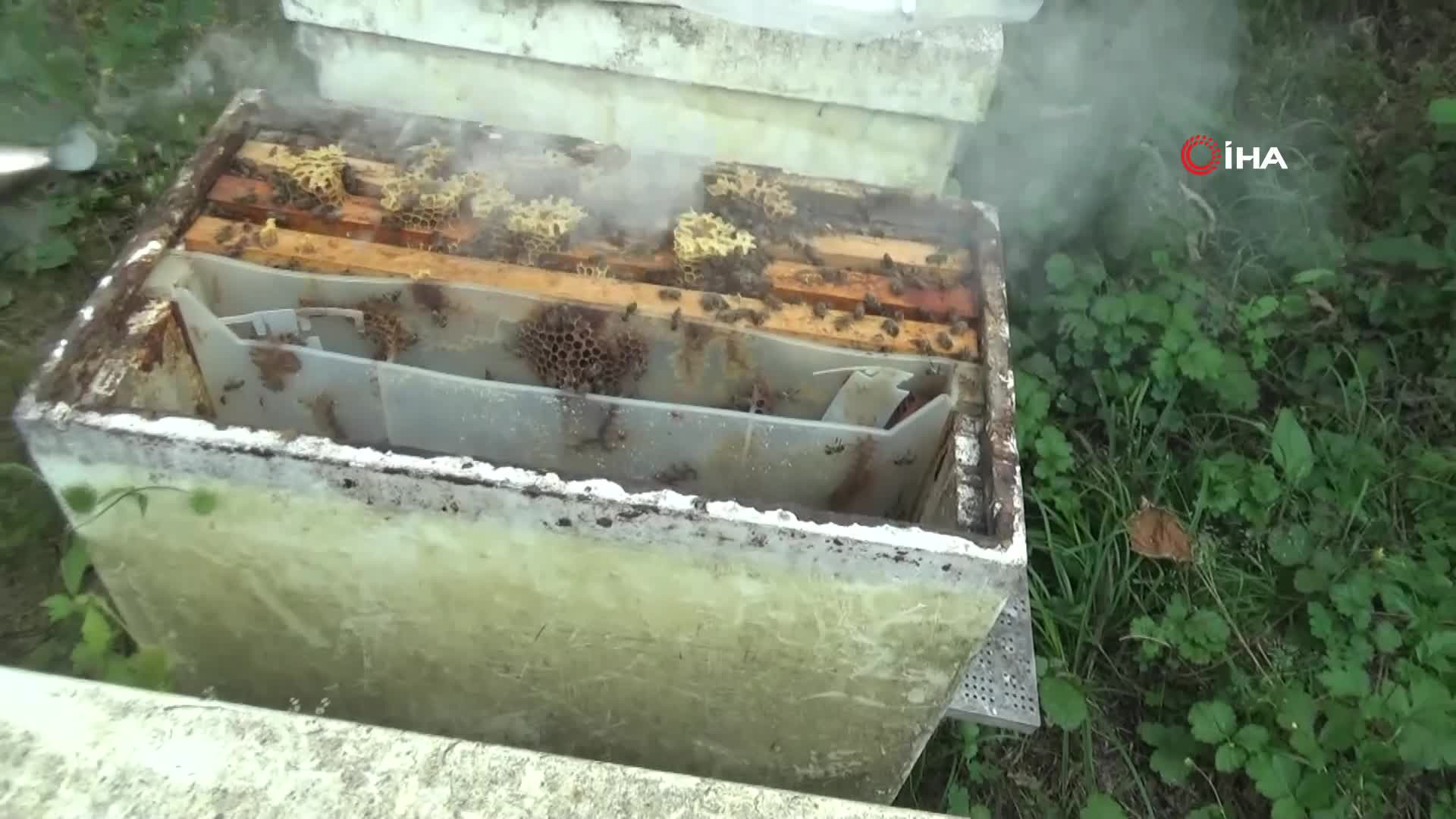 Kilogramını 2 bin 500 liradan satıyor | Dedesinin nasihatiyle başladığı işi ilerletti, hedefi 1 ton üretim yapmak...