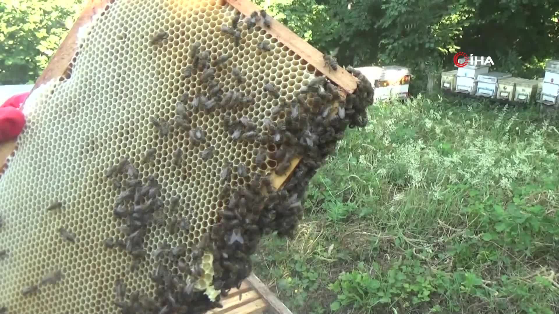 Kilogramını 2 bin 500 liradan satıyor | Dedesinin nasihatiyle başladığı işi ilerletti, hedefi 1 ton üretim yapmak...