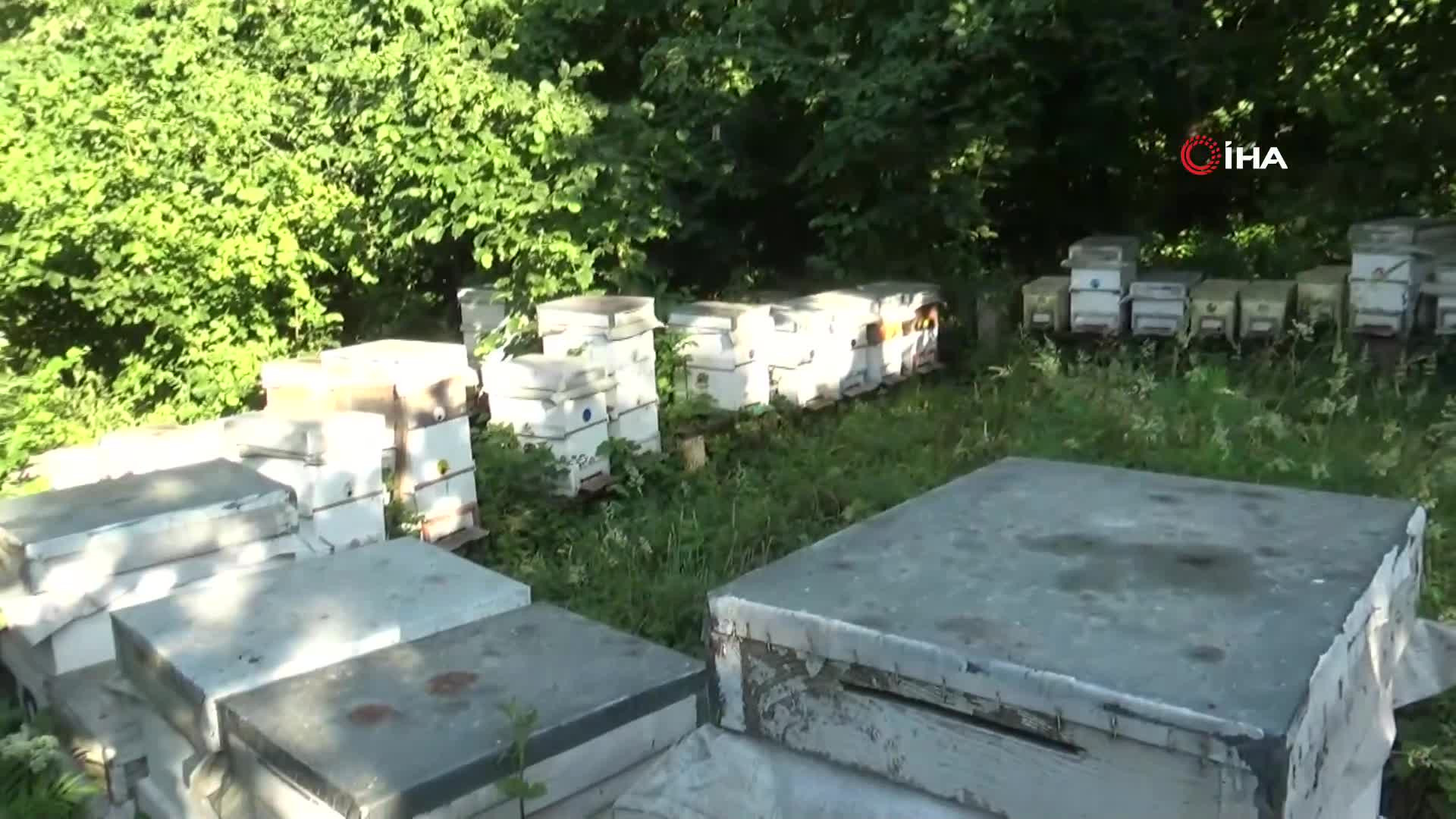 Kilogramını 2 bin 500 liradan satıyor | Dedesinin nasihatiyle başladığı işi ilerletti, hedefi 1 ton üretim yapmak...