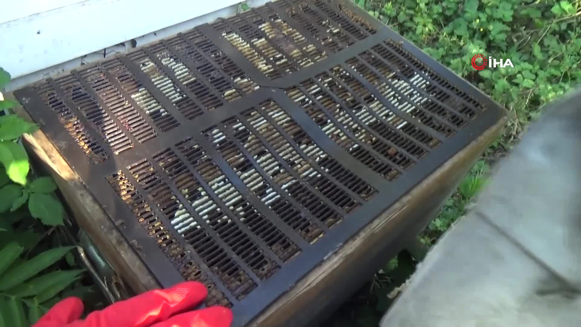 Kilogramını 2 bin 500 liradan satıyor | Dedesinin nasihatiyle başladığı işi ilerletti, hedefi 1 ton üretim yapmak...