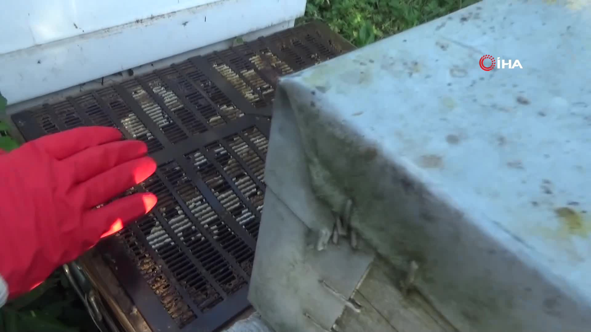 Kilogramını 2 bin 500 liradan satıyor | Dedesinin nasihatiyle başladığı işi ilerletti, hedefi 1 ton üretim yapmak...