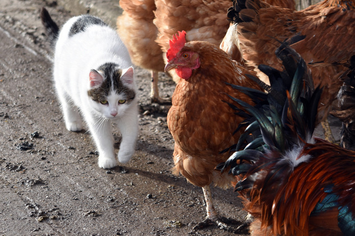 Kedi alerjisine karşı şaşırtıcı çözüm: Yumurta