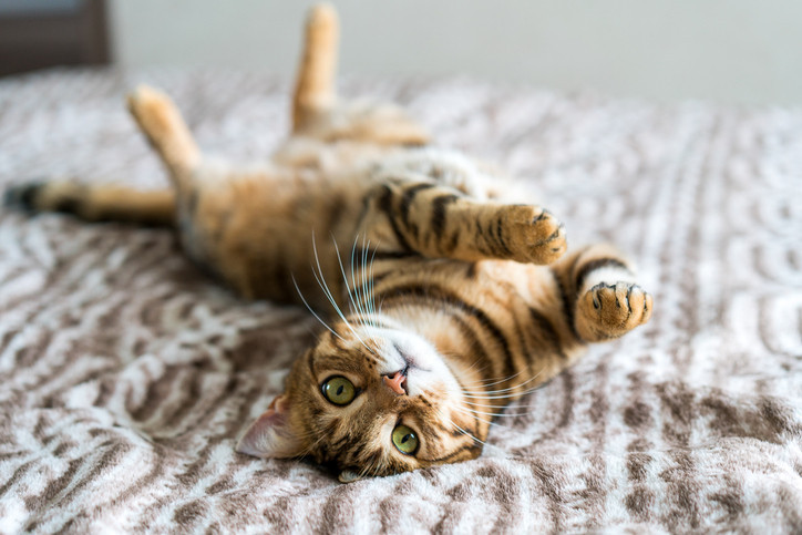 Kedi alerjisine karşı şaşırtıcı çözüm: Yumurta