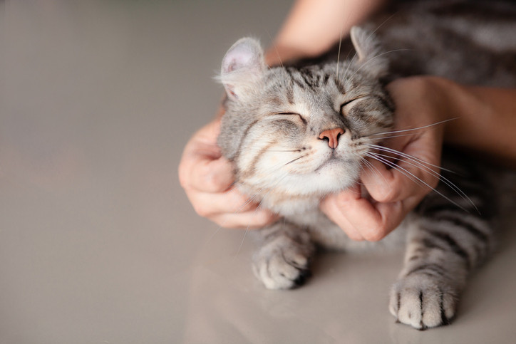Kedi alerjisine karşı şaşırtıcı çözüm: Yumurta