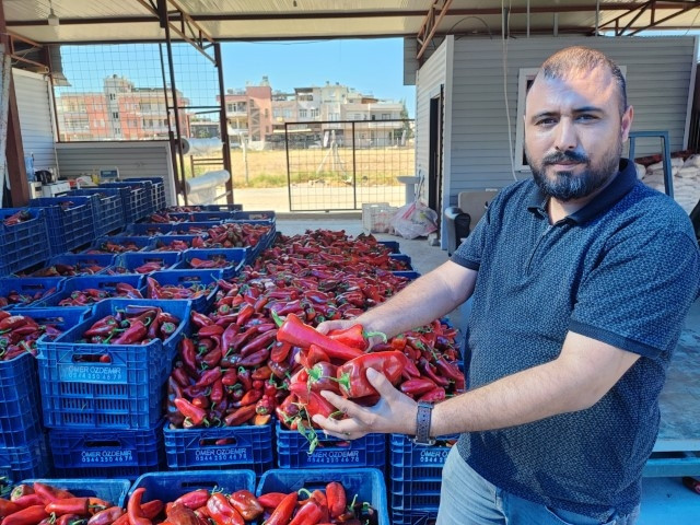 Kışın kilosu 100 lirayı buluyordu | Hazırlık başladı: Vatandaş kasa kasa satın alıyor Kışın kilosu 100 lirayı buluyordu | Hazırlık başladı: Vatandaş kasa kasa satın alıyor