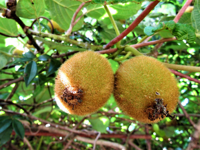 Mucize meyvenin faydaları saymakla bitmiyor Ünlü doktor Yıllardır hastalarıma reçete ediyorum dedi ve tüm detayları anlattı