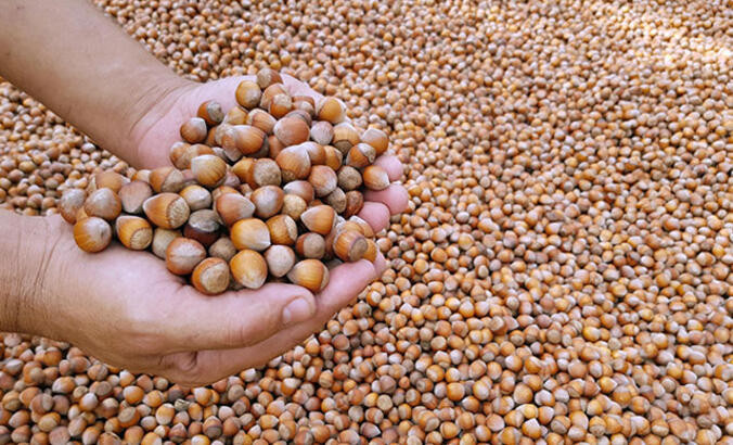 Levant fındık ne demek Levant kalite fındık nedir, ne demek İşte levant ve Giresun kalite fındık çeşitlerinin anlamı... Levant fındık ne demek Levant kalite fındık nedir, ne demek İşte levant ve Giresun kalite fındık çeşitlerinin anlamı...