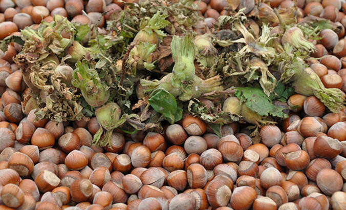 LEVANT KALİTE FINDIK NE DEMEK LEVANT KALİTE FINDIK NE DEMEK