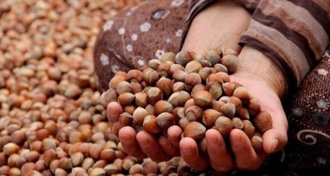 2025-2026 FINDIK FİYATLARI NE KADAR OLDU 2025-2026 FINDIK FİYATLARI NE KADAR OLDU