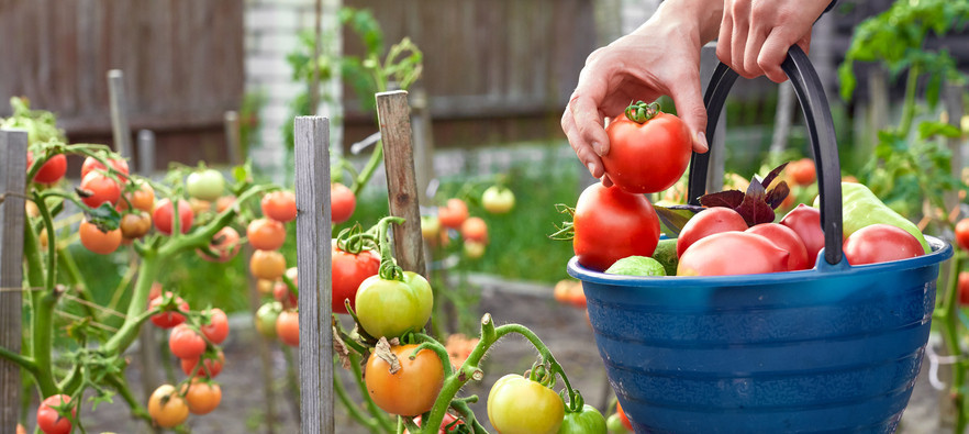 En kırmızısı en lezzetlisi mi İyi domates nasıl seçilir İyi çıkmayan domatesler nasıl değerlendirilebilir
