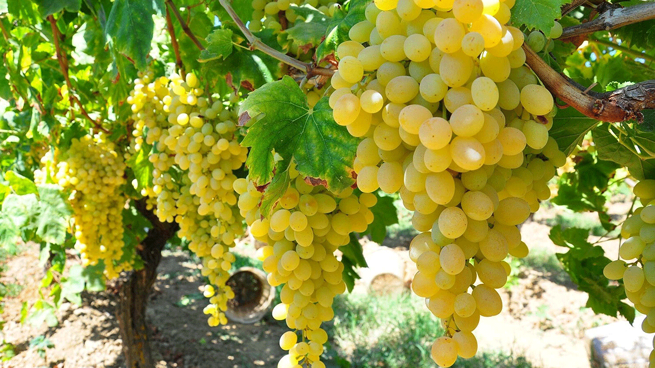 Manisa Ovasında Sultaniye üzümünün hasadı sürüyor