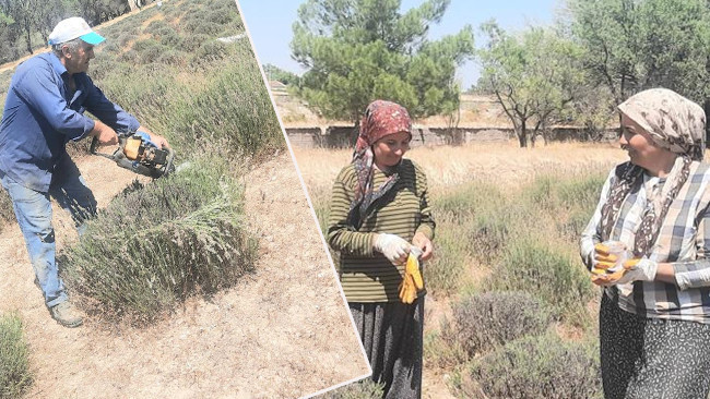 İmece usulü ekip market fiyatının yarısına satıyorlar! Köylüler üretiyor köy kazanıyor