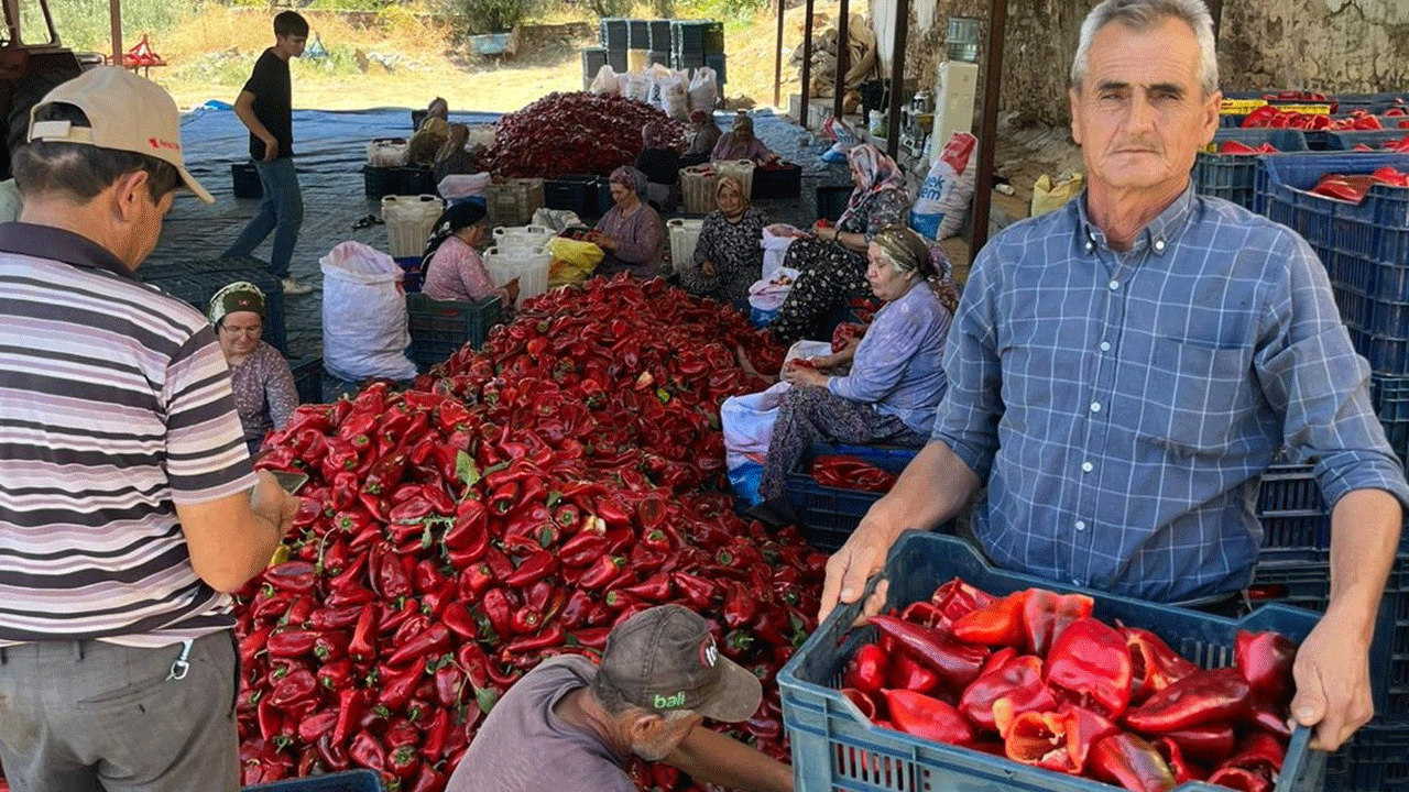 Salihli’de kapya biberde hasat zamanı