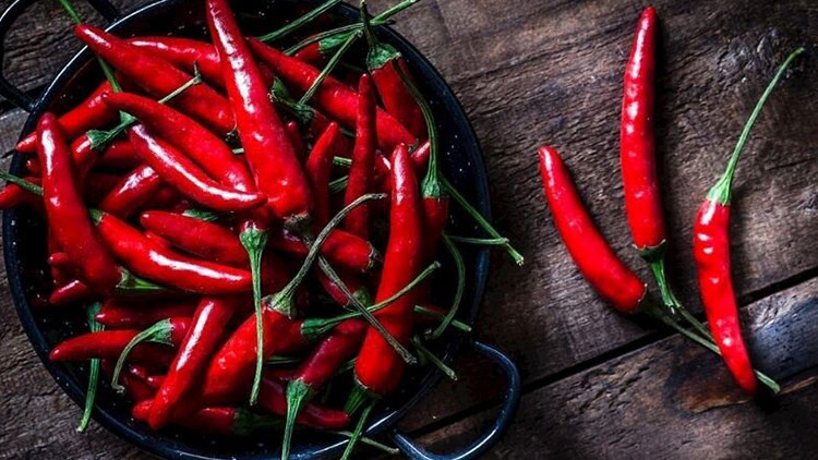 Kapya biber hasat zamanı