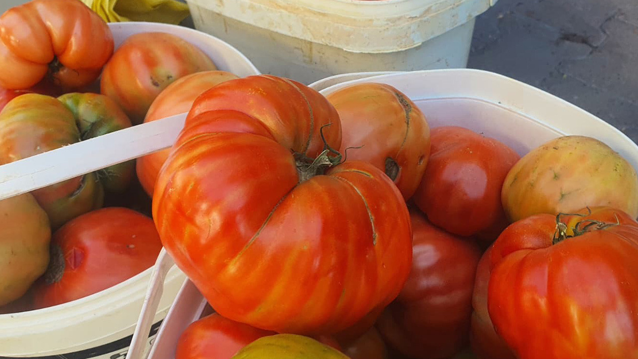 Ata tohumundan yetişen Mahman domatesi tezgahlarda yerini aldı