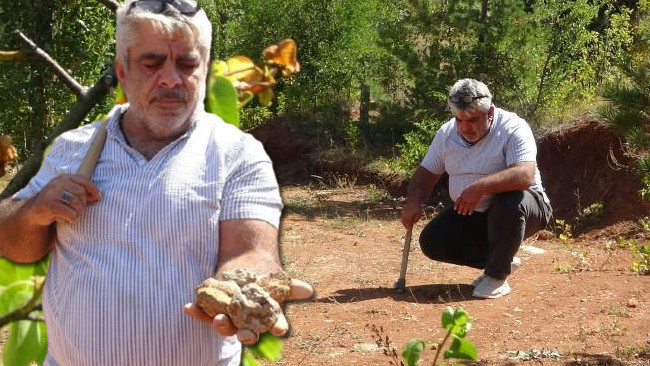 Gramı altınla yarışıyor! Tek tek seçerek topraktan çıkarılıyor: Doğada anlaşılması çok zor