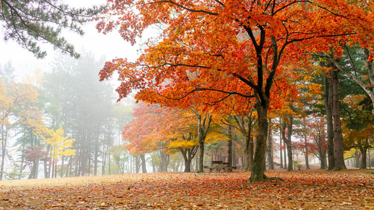 PASTIRMA YAZI TAKVİMİ 2025 || PASTIRMA SICAKLARI HANGİ AYDA OLUR, KAÇ GÜN SÜRÜYOR
