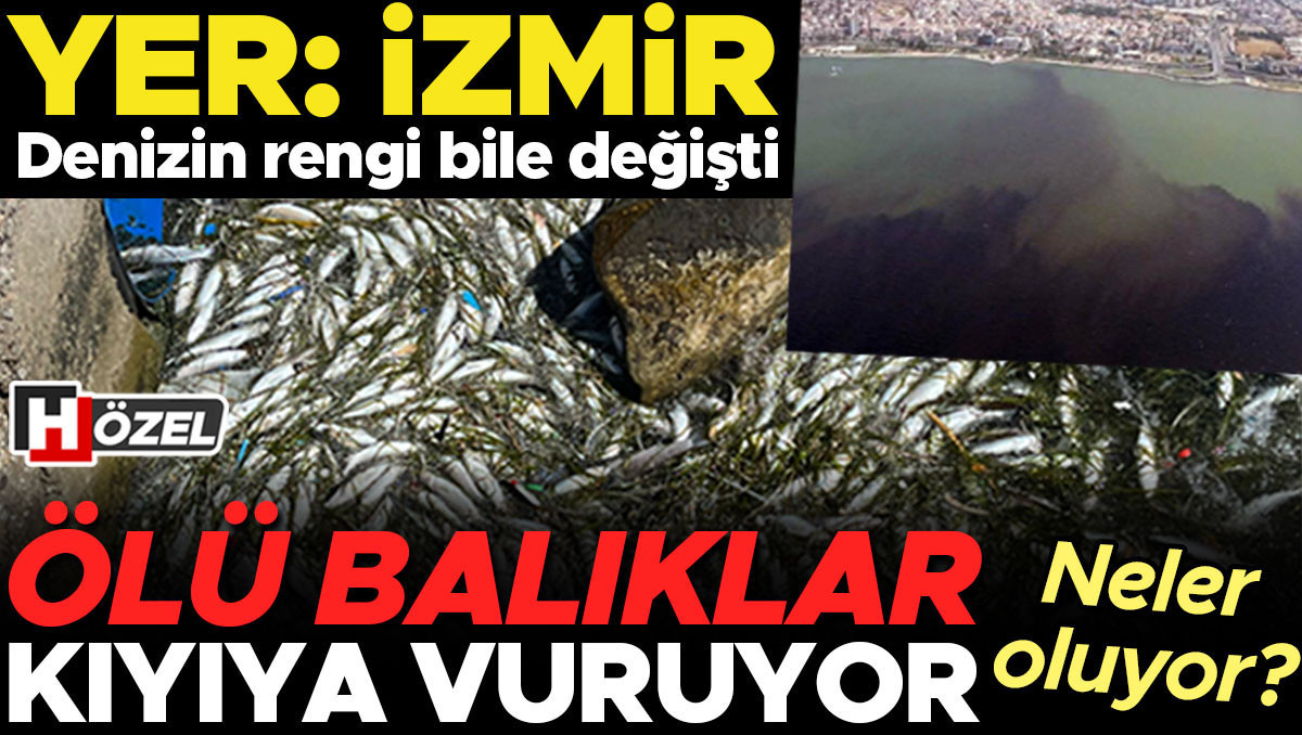 İzmir Körfezi’nde ölü balıklar kıyıya vuruyor, denizin rengi bile değişti! İzmir’de neler oluyor? ‘Körfezi besleyen dere yataklarında ağır metaller bulundu’