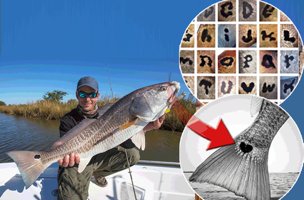 Düşmanlarını böyle alt ediyorlar| Balıklardan mesaj var! Kuyruklarındaki semboller ne anlama geliyor?