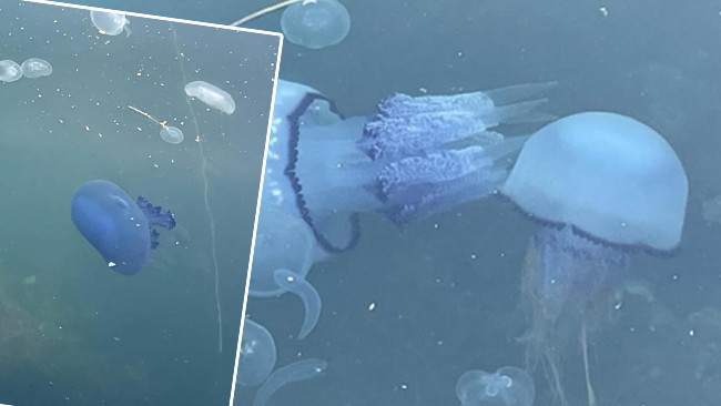 Gemlik Körfezi'ndeki kabus bir gecede bitti! 'Bu kötü rüyadan uyanmayı beklerken ilginç bir gelişme oldu'