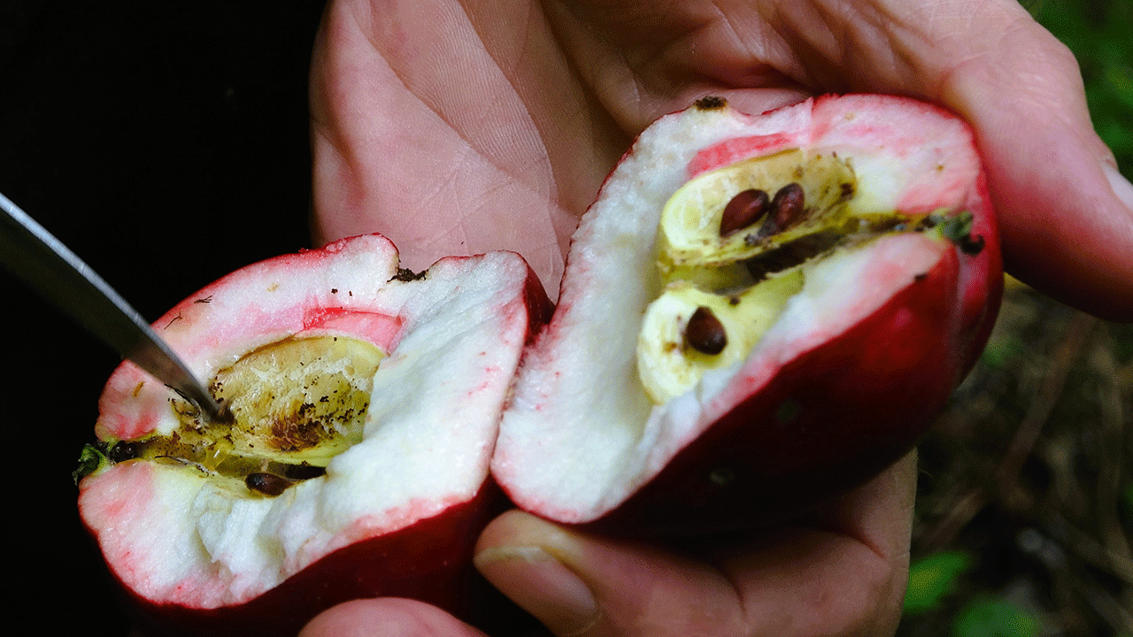 Coğrafi işaretli içi kırmızı elmada hasat zamanı